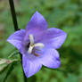 bellflower