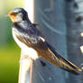 Swallow