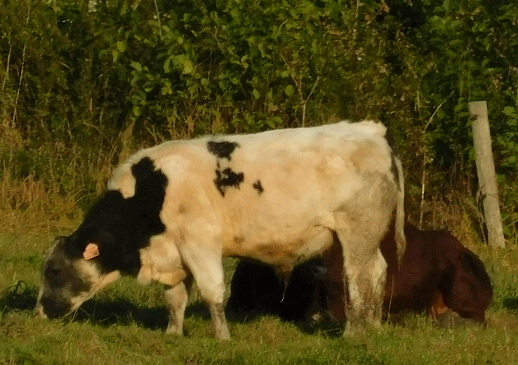 cow - GIF by Takiako-Nakashi on DeviantArt cow - GIF by Takiako-Nakashi on DeviantArt