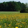 flowering meadow