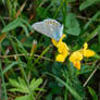 common blue