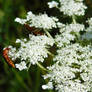 Rhagonycha fulva