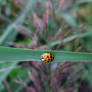 Ladybird