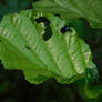 bug on alder leaf