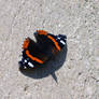 red admiral - open