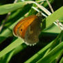 small heath catch the sun