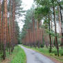 road between pines