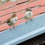 House sparrow