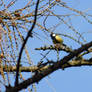 Great Tit