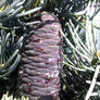 Fir Cone