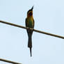 bee-eater