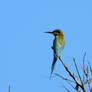 The blue-tailed bee-eater