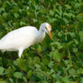 The cattle egret