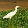 cattle egret