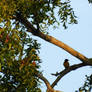 black-hooded oriole