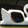 swan boat