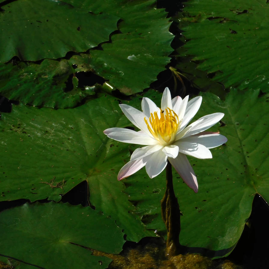 Nymphaea lotus  by Takiako Nakashi on DeviantArt  Nymphaea lotus  by Takiako Nakashi on DeviantArt