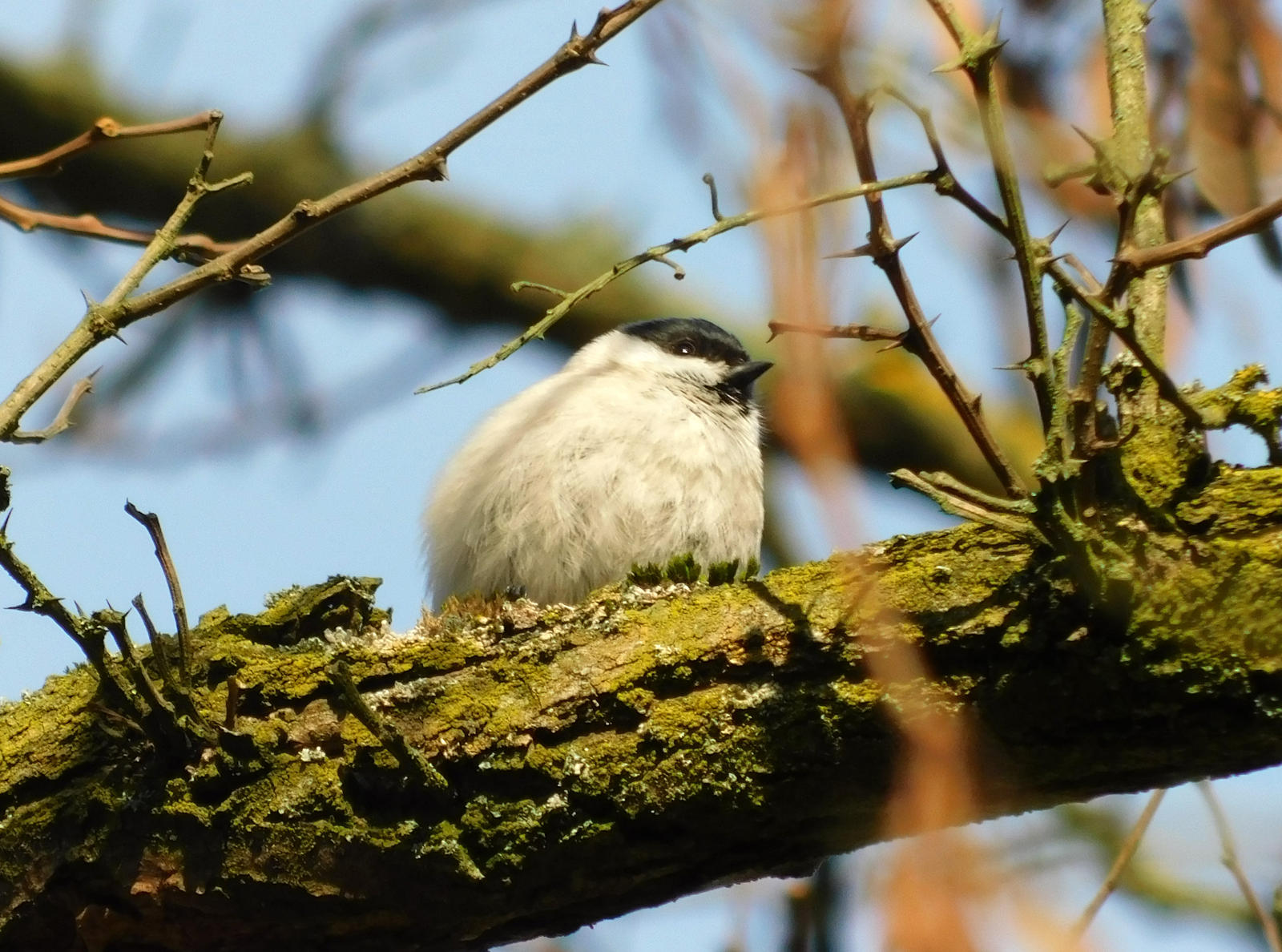 marsh tit