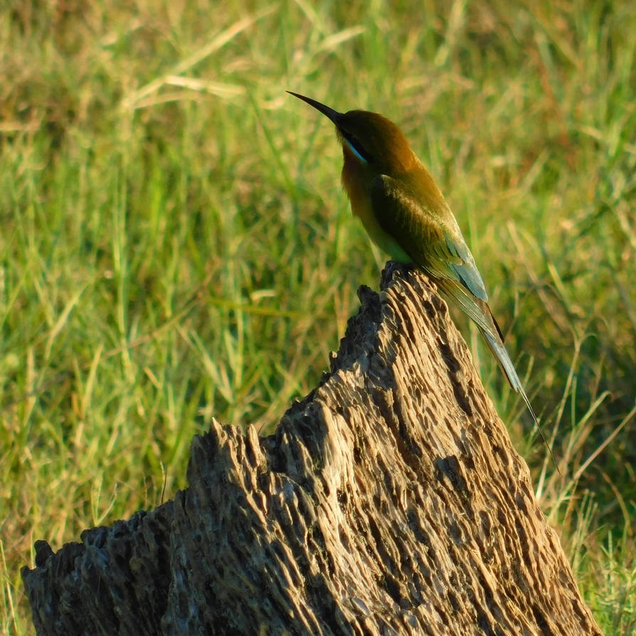 The blue-tailed bee-eater by Takiako-Nakashi