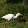 egret