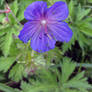 meadow crane's-bill