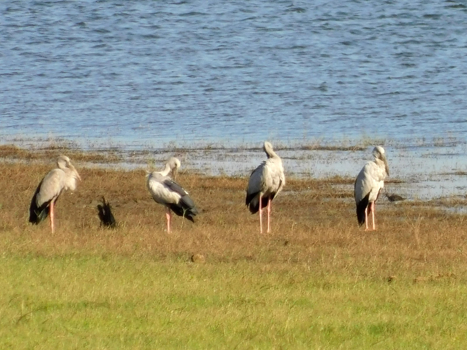 a storks