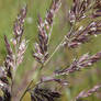 flowering grass