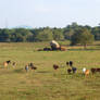 cattle in lake