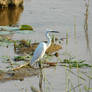 Egretta garzetta