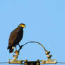 crested serpent eagle