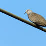 Spotted dove