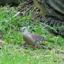 Dove in grass