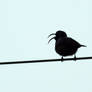 sunbird on wire