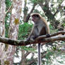 toque macaque