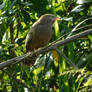 The yellow-billed babbler