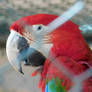 green winget macaw