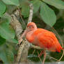 Scarlet ibis