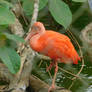 scarlet ibis