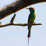 green bee-eater