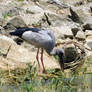 Asian openbill