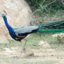 running peacock