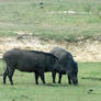 wild boars