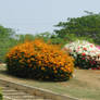 flowering bushes