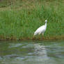 egret