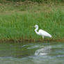 The little egret