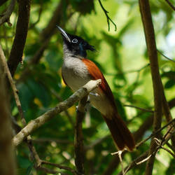 Indian paradise flycatcher