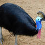 southern cassowary