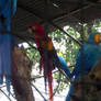 Parrots