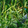 The green bee-eater