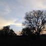 silhouette of a tree